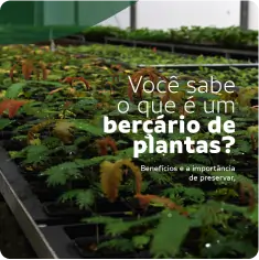 criativos-que-convertam-social-criacao-design-post-identidade-visual (2)